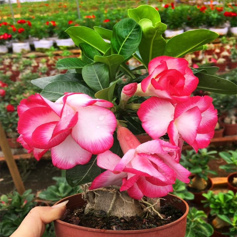 重瓣沙漠玫瑰花苗盆栽带