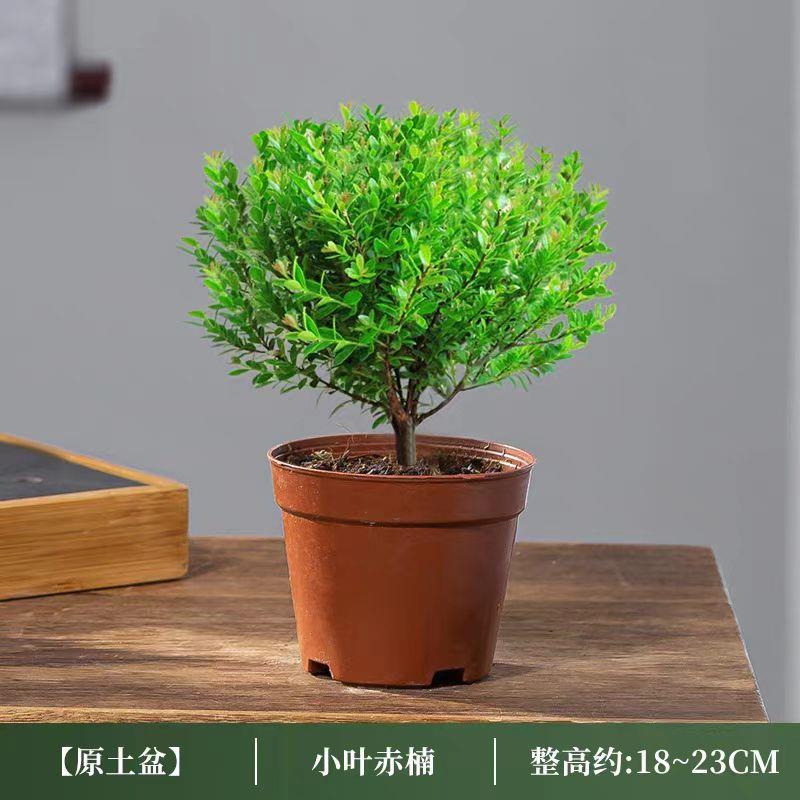 精品小叶赤楠老桩紫檀花