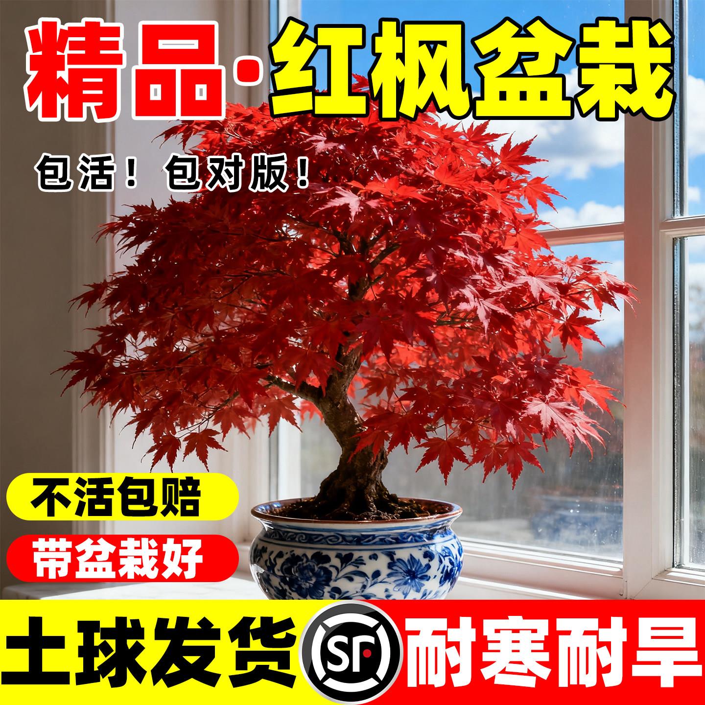 红枫盆景小盆栽枫树桌面