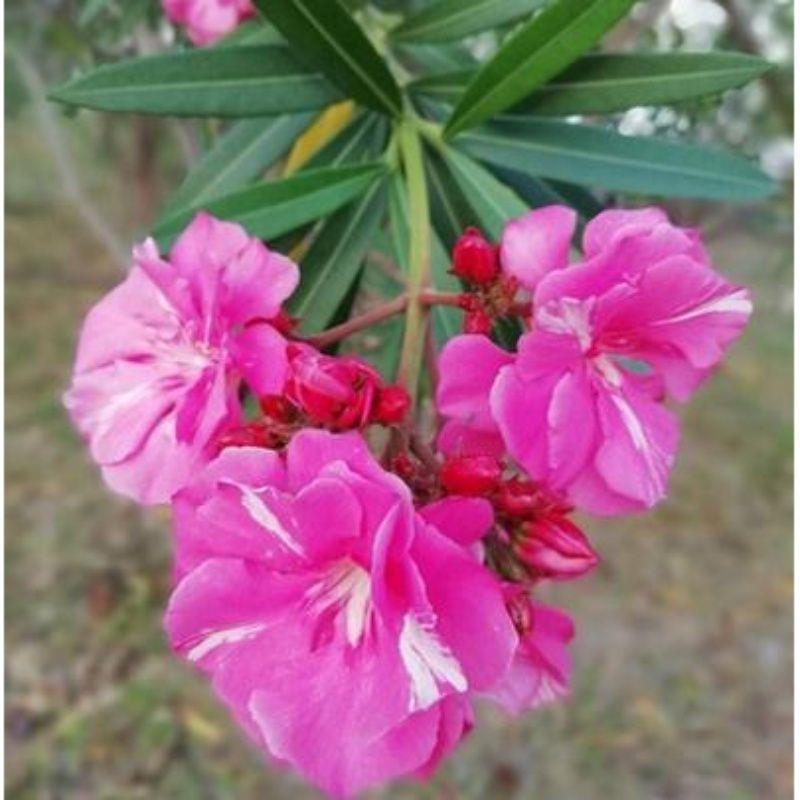 夹竹桃树苗南北方种植庭