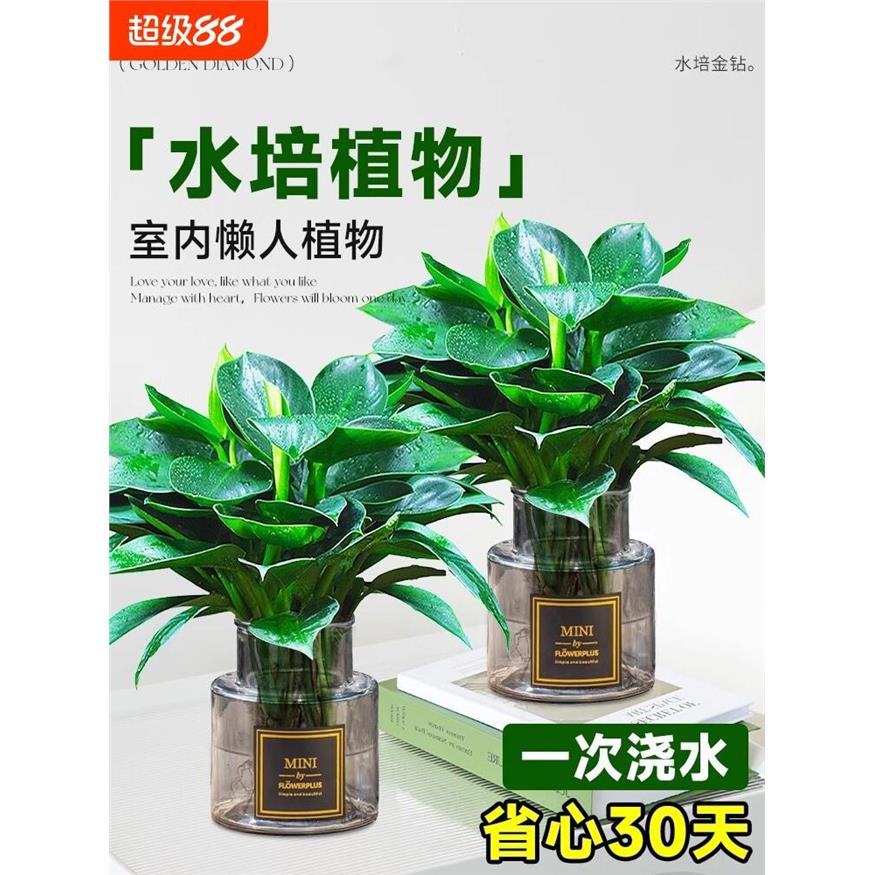 大叶金钻水培植物绿公主图片