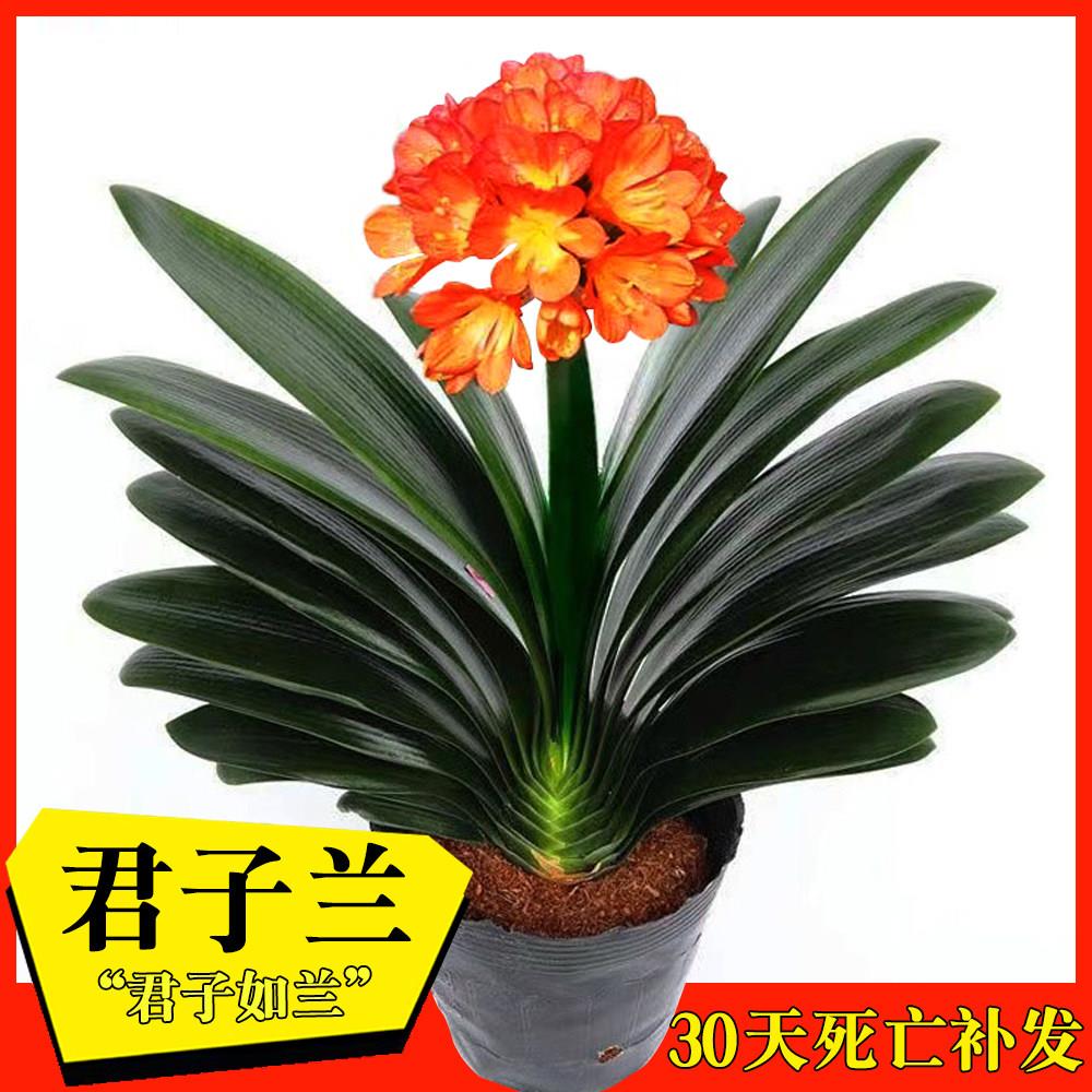 君子兰盆栽花卉室内办公