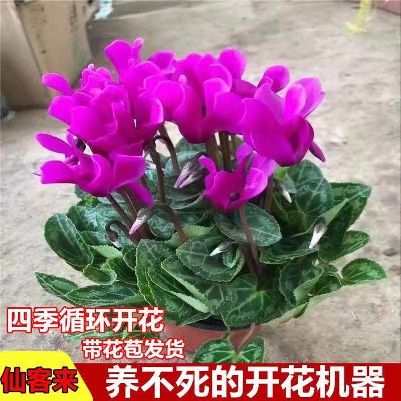 仙客来盆栽带花苞室内花