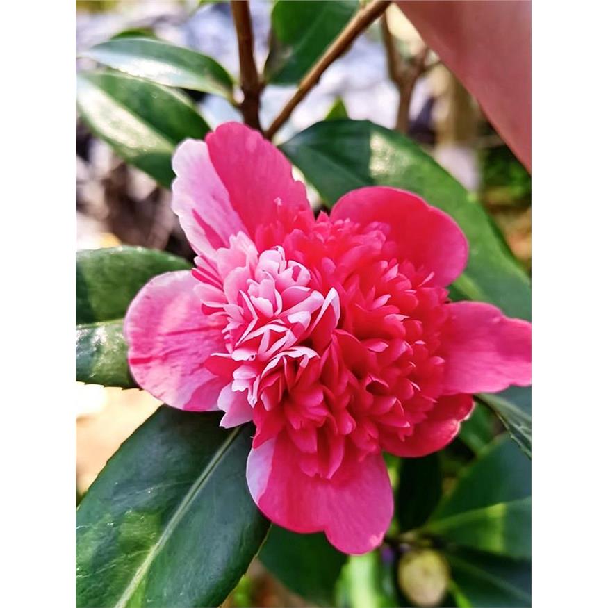 托五茶花盆栽名贵品种高