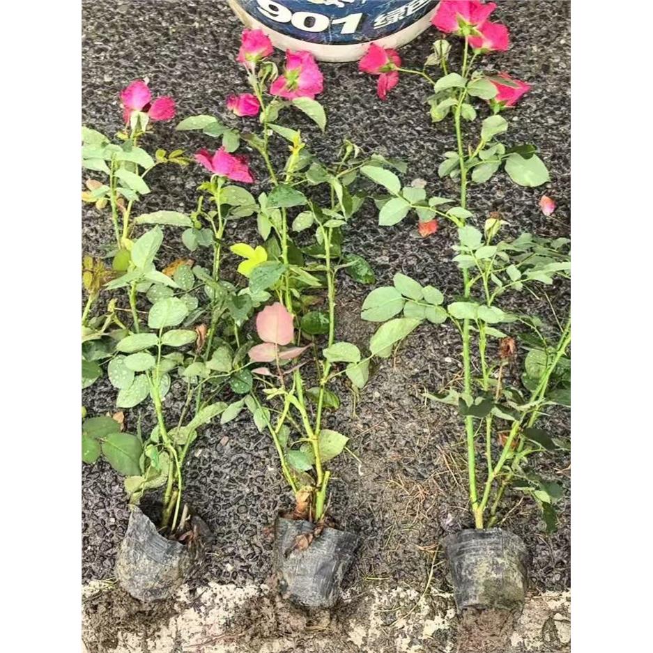 月季花苗庭院地栽盆栽四图片