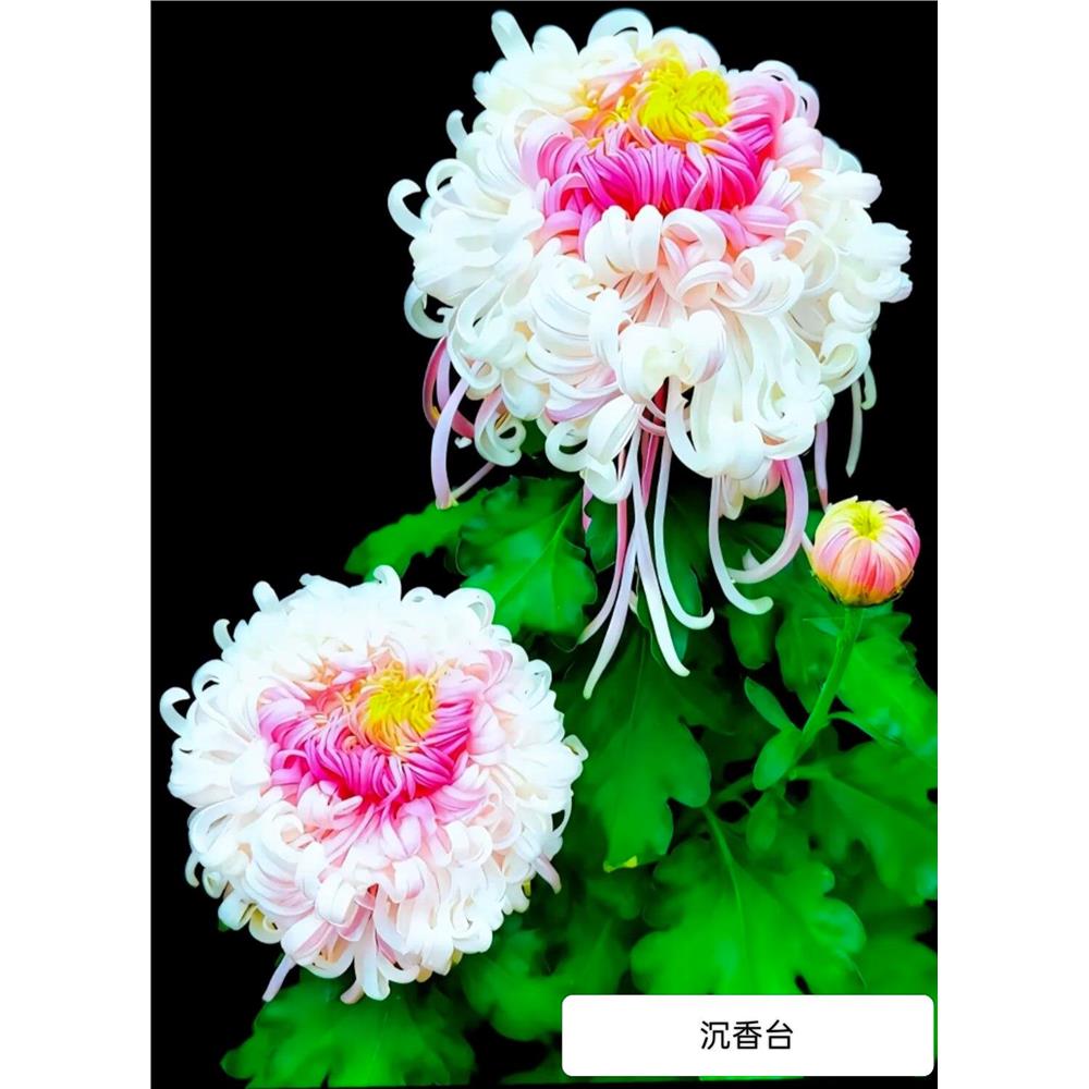 菊花盆栽带花苞四季开花