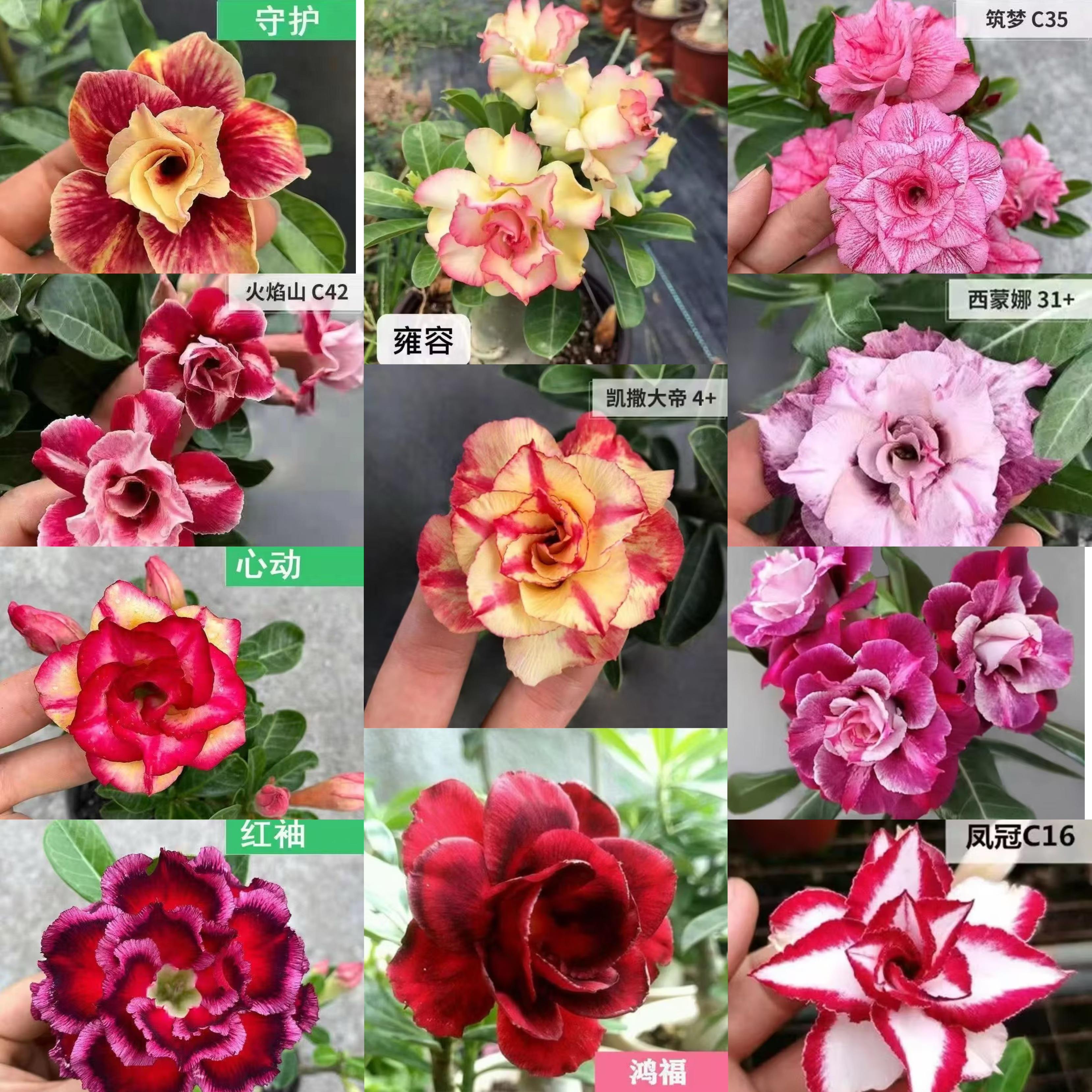沙漠玫瑰盆栽重瓣花卉绿