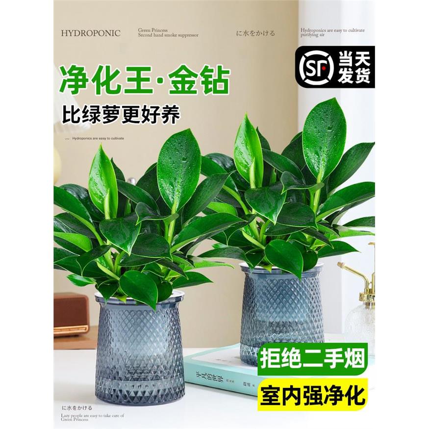 金钻盆栽植物铂绿萝箩水