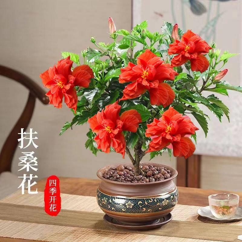 扶桑花盆栽树苗重瓣朱槿