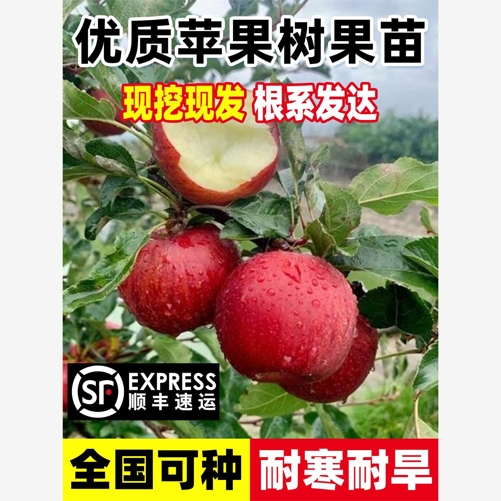 苹果树果苗红富士冰糖心耐寒耐旱南北方庭院种植地栽果苗当年结果