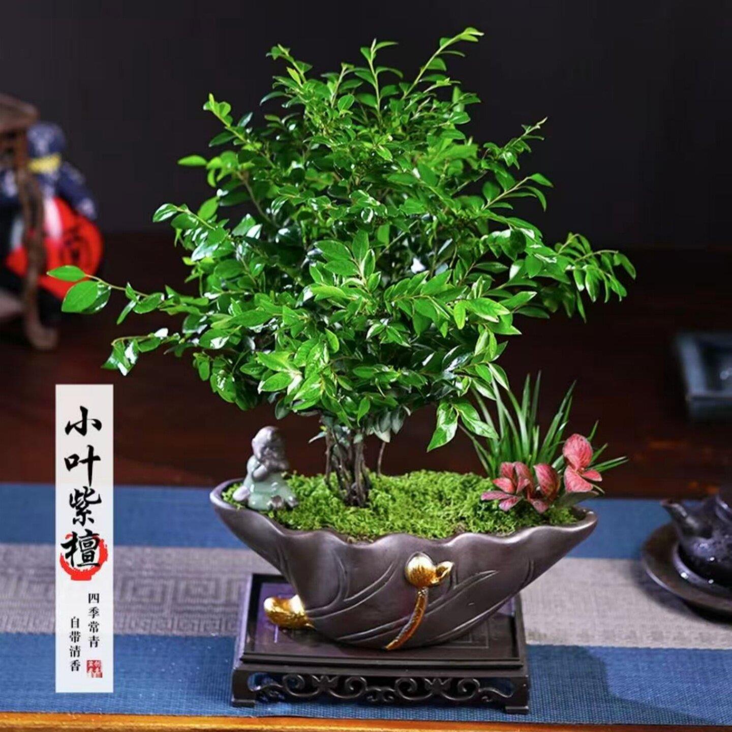 小叶紫檀盆景植物树桩室