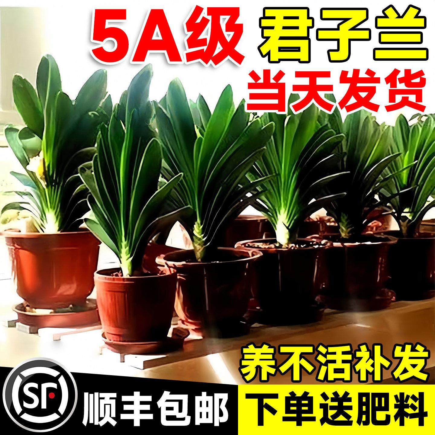 四季君子兰盆栽带花苞客