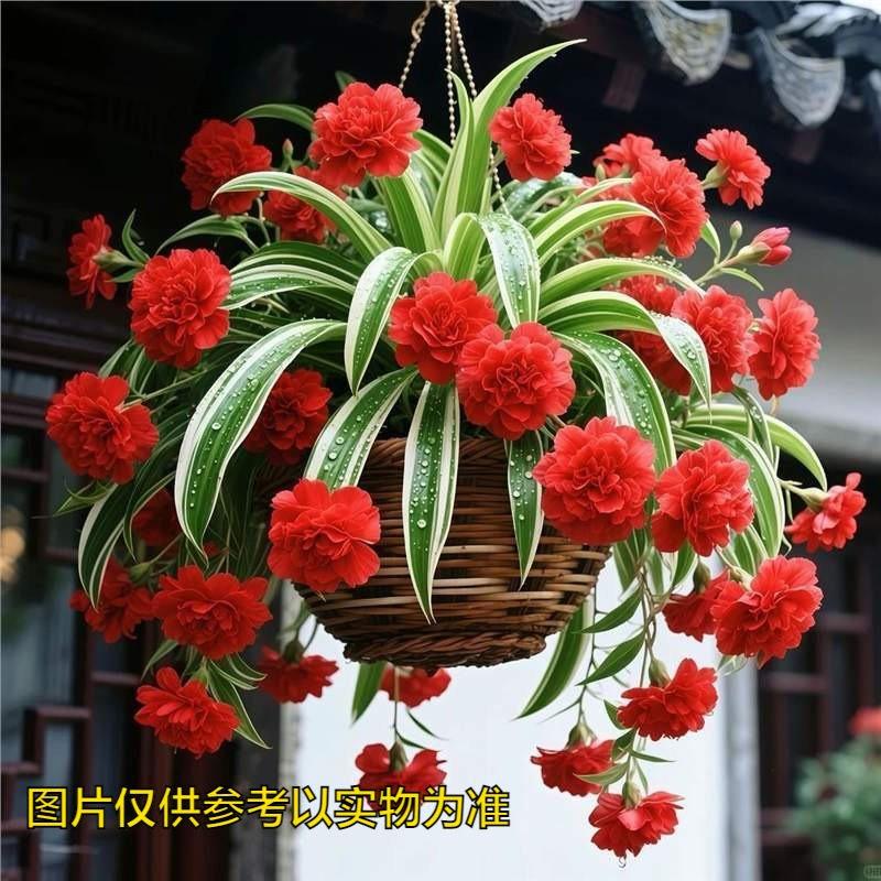 【吊兰四季开花】金心金