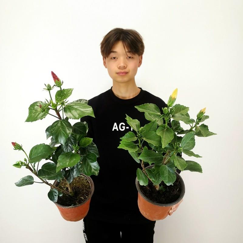 扶桑花卉带花苞丹麦木槿