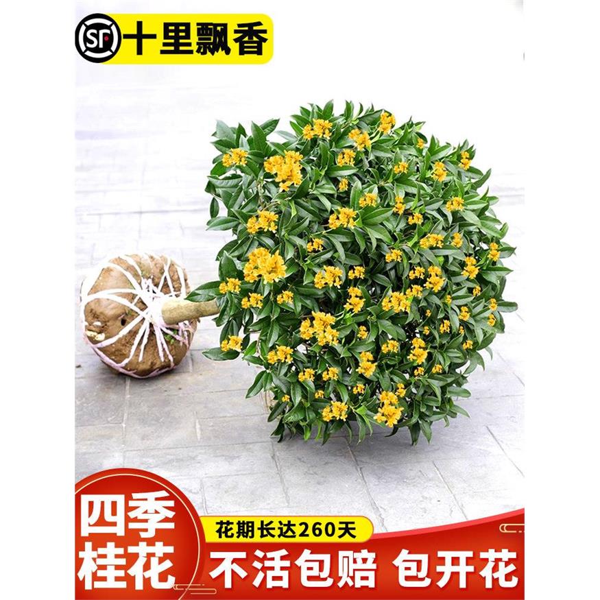 桂花树苗大树盆栽四季卉