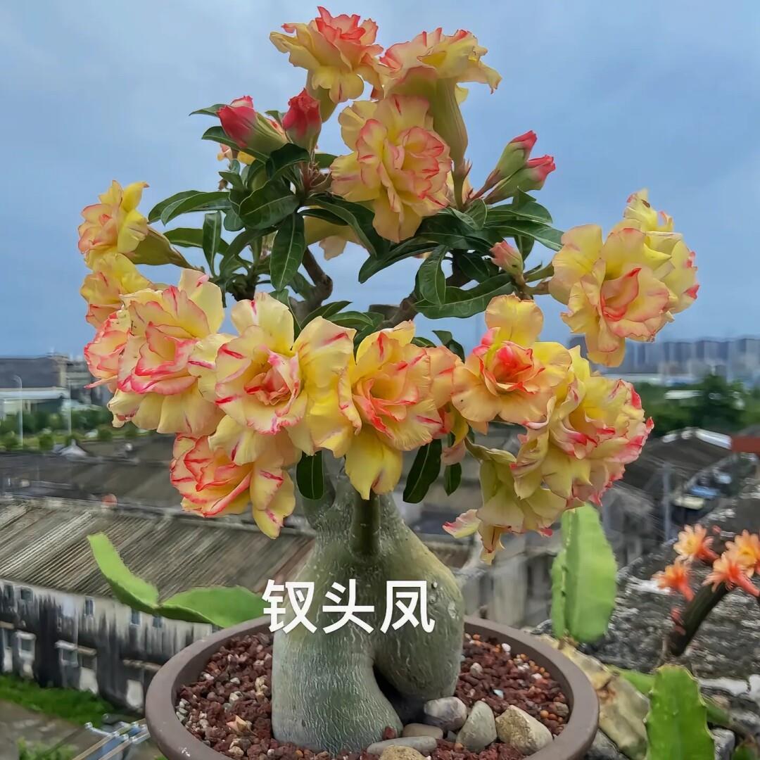 重瓣沙漠玫瑰老桩盆栽四