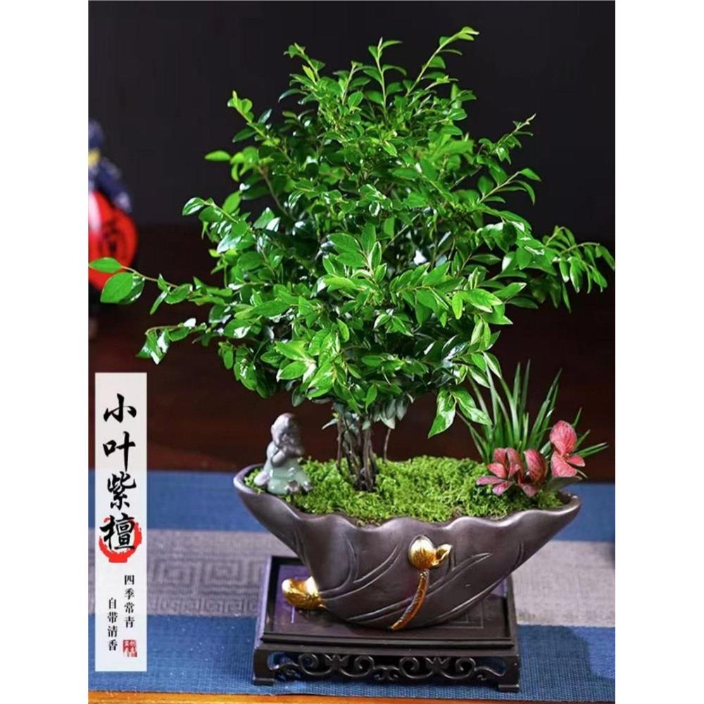 小叶紫檀盆景老桩盆栽树