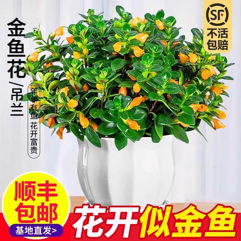 金鱼吊兰盆栽带花苞四季