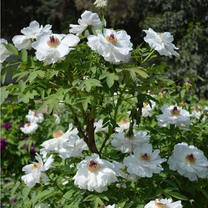 正宗菏泽洛阳观赏牡丹花