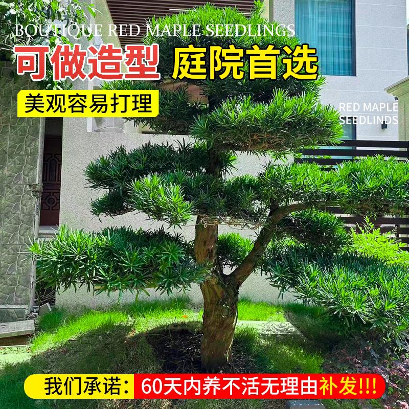 罗汉松树苗大树雀舌米叶