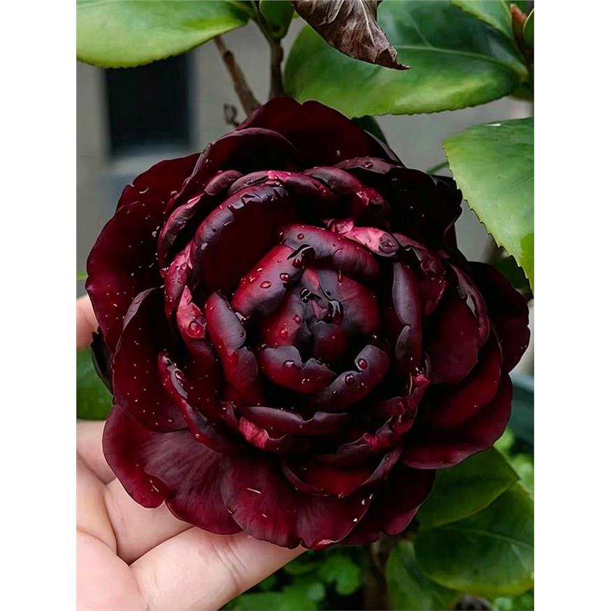 青叶贝拉茶花盆栽名贵品