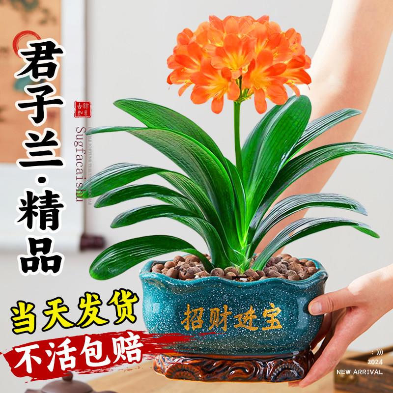 四季君子兰盆栽老苗带花