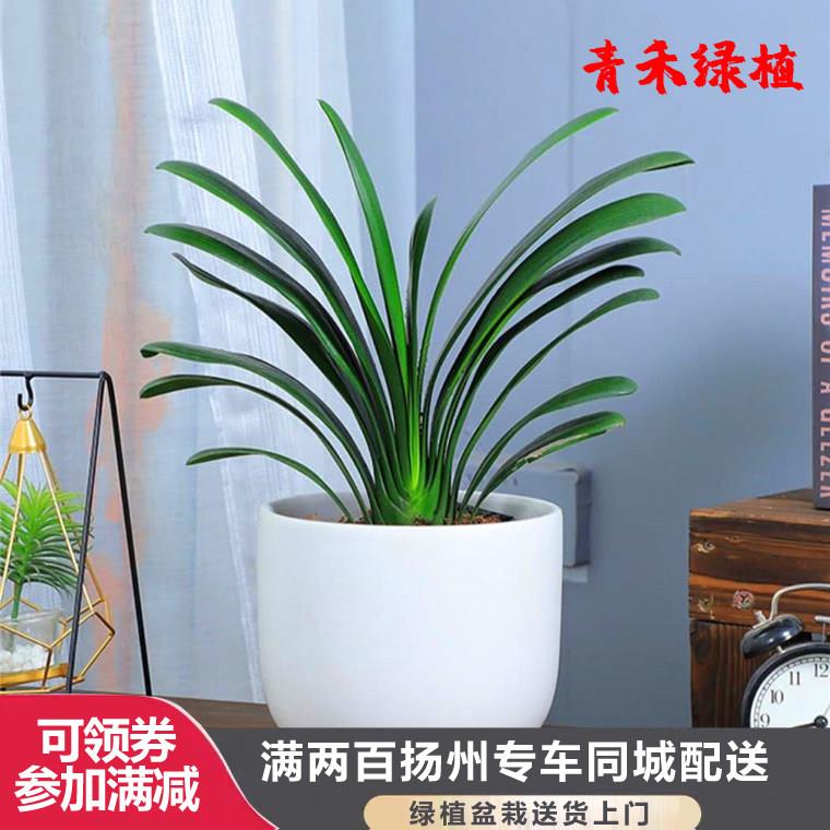 君子兰盆栽精品开花植物