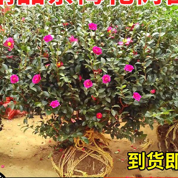 茶梅盆栽老桩红花树苗山