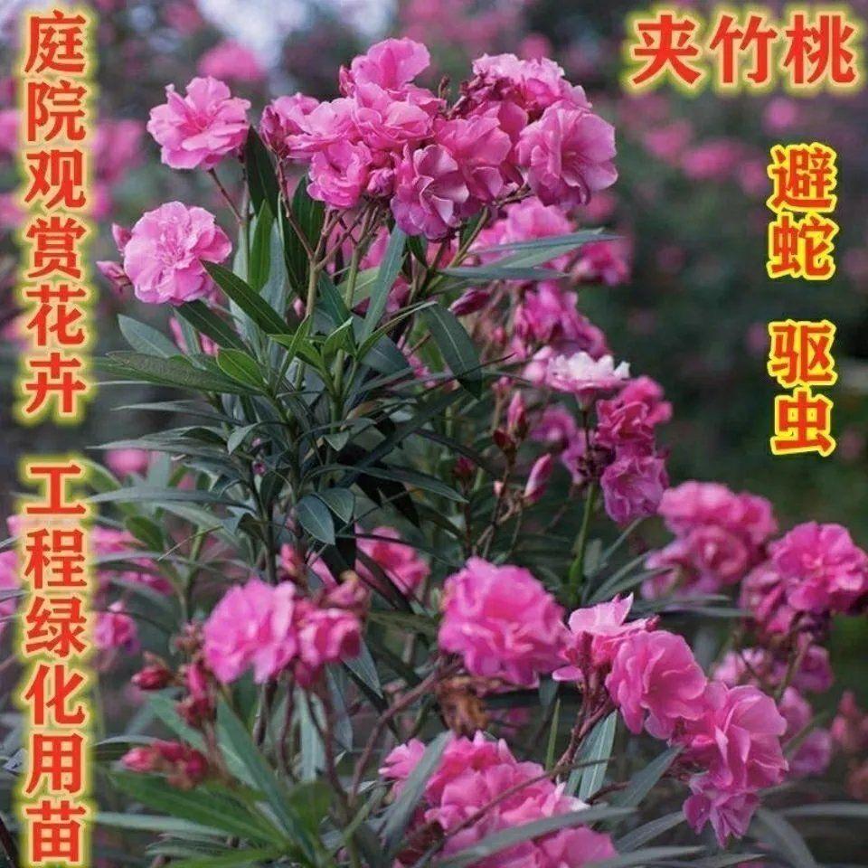 夹竹桃树苗盆栽绿化苗木