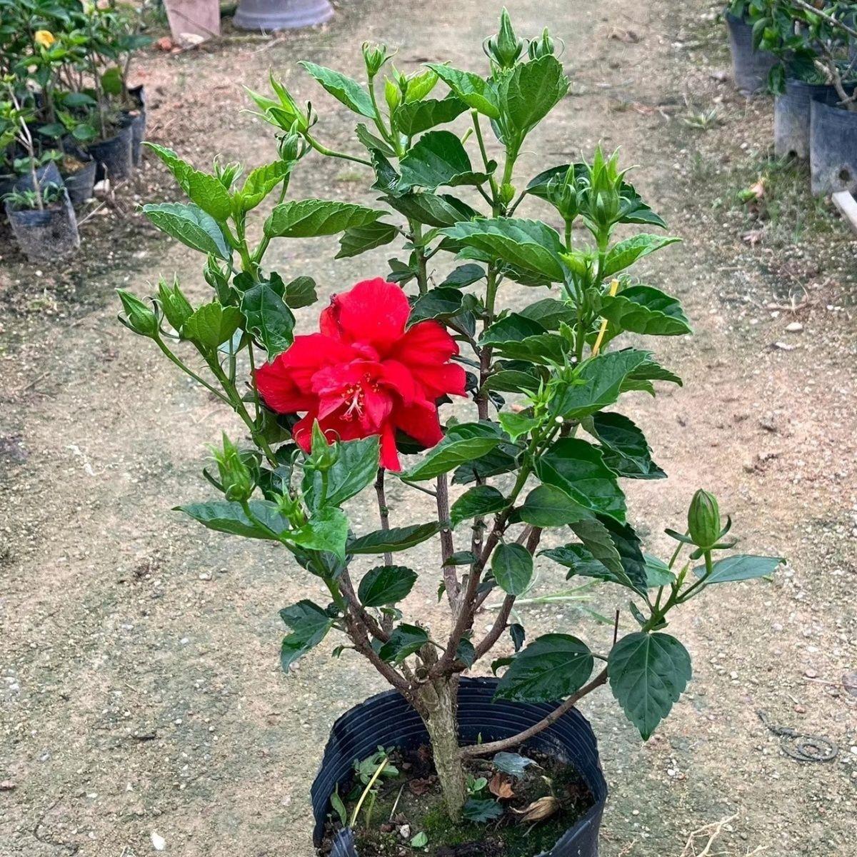 大花重瓣扶桑花木槿花盆