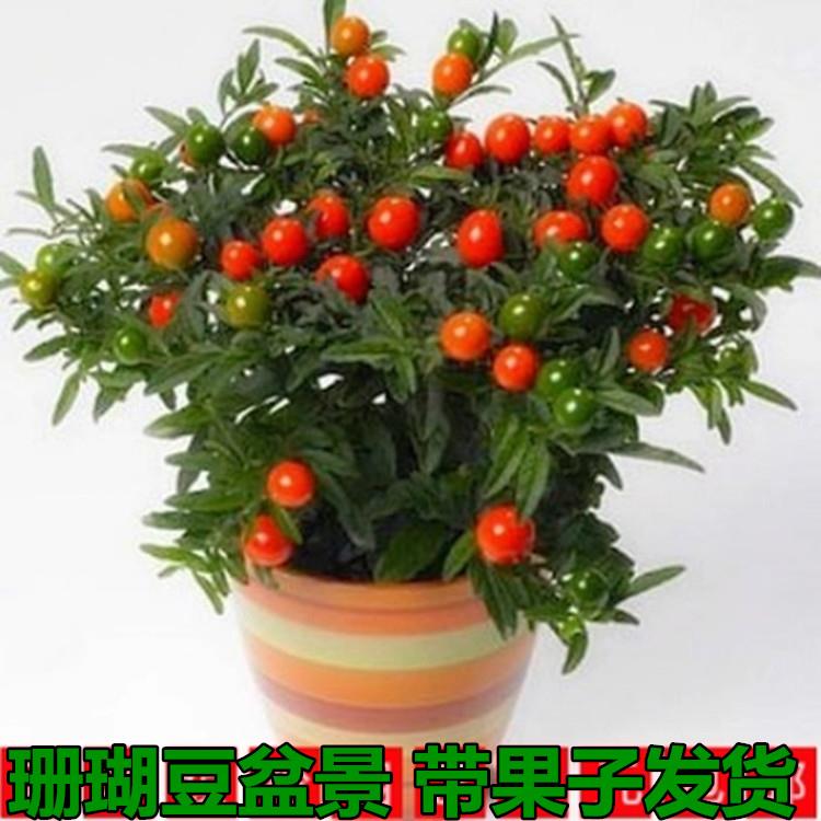 看豆盆栽观果植物冬珊瑚