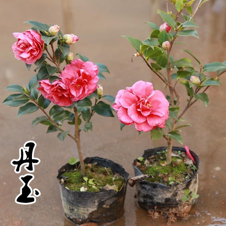 茶梅树苗品种财神丹玉