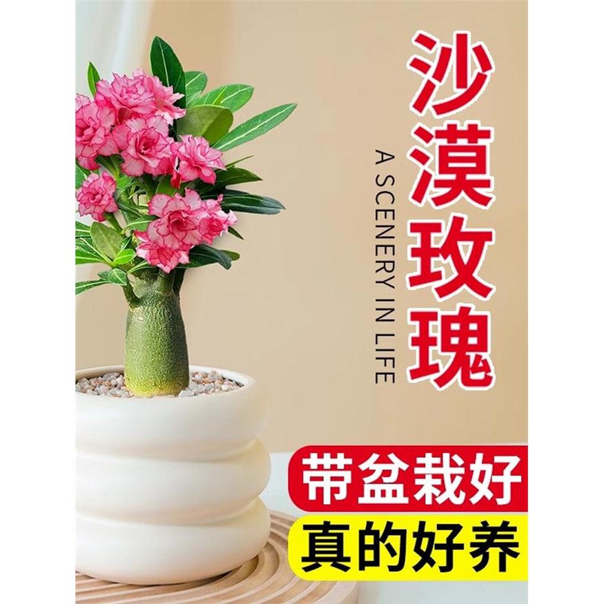 沙漠玫瑰小盆栽重瓣老桩