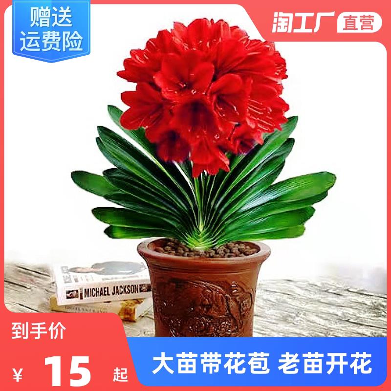 四季君子兰带花苞盆栽老