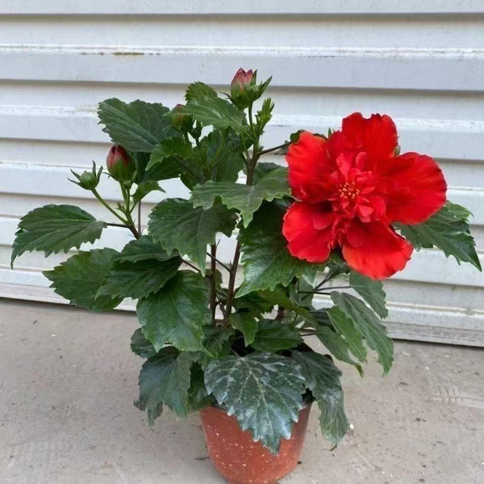 中国名花扶桑花盆栽植物