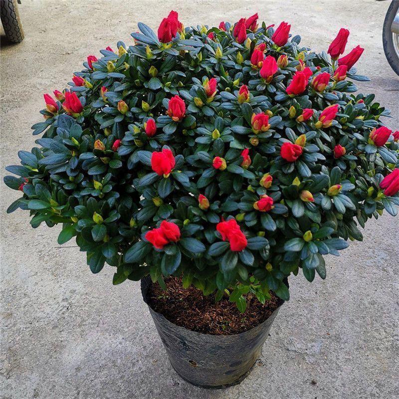 杨梅红杜鹃花四季开花盆图片