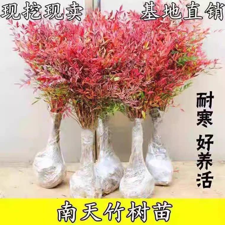 老桩南天竹盆景树苗四季