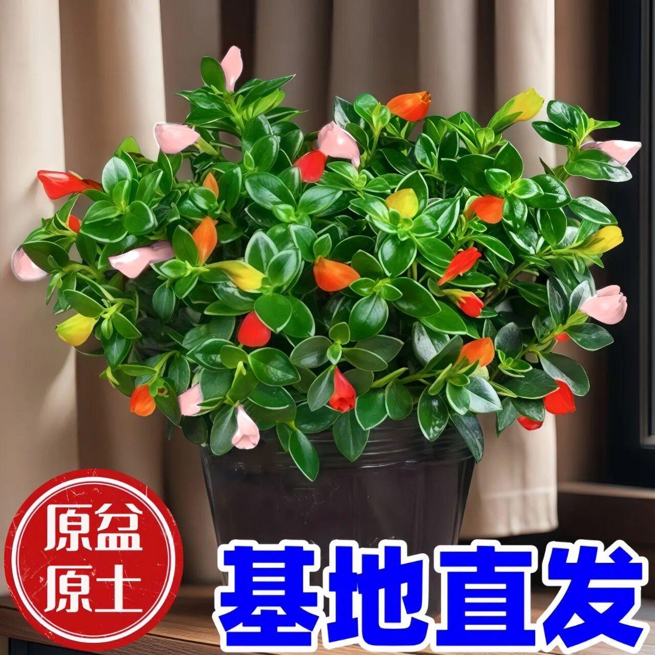 金鱼吊兰盆栽四季观花植