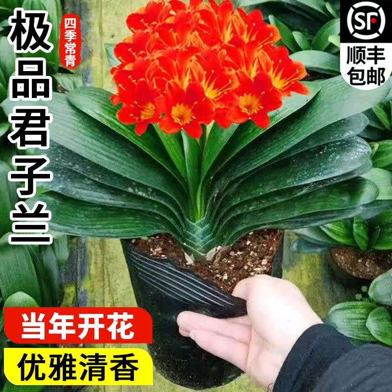 君子兰盆栽带花苞四季常