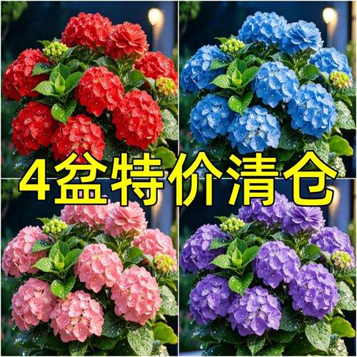 【四季开花】新品绣球花