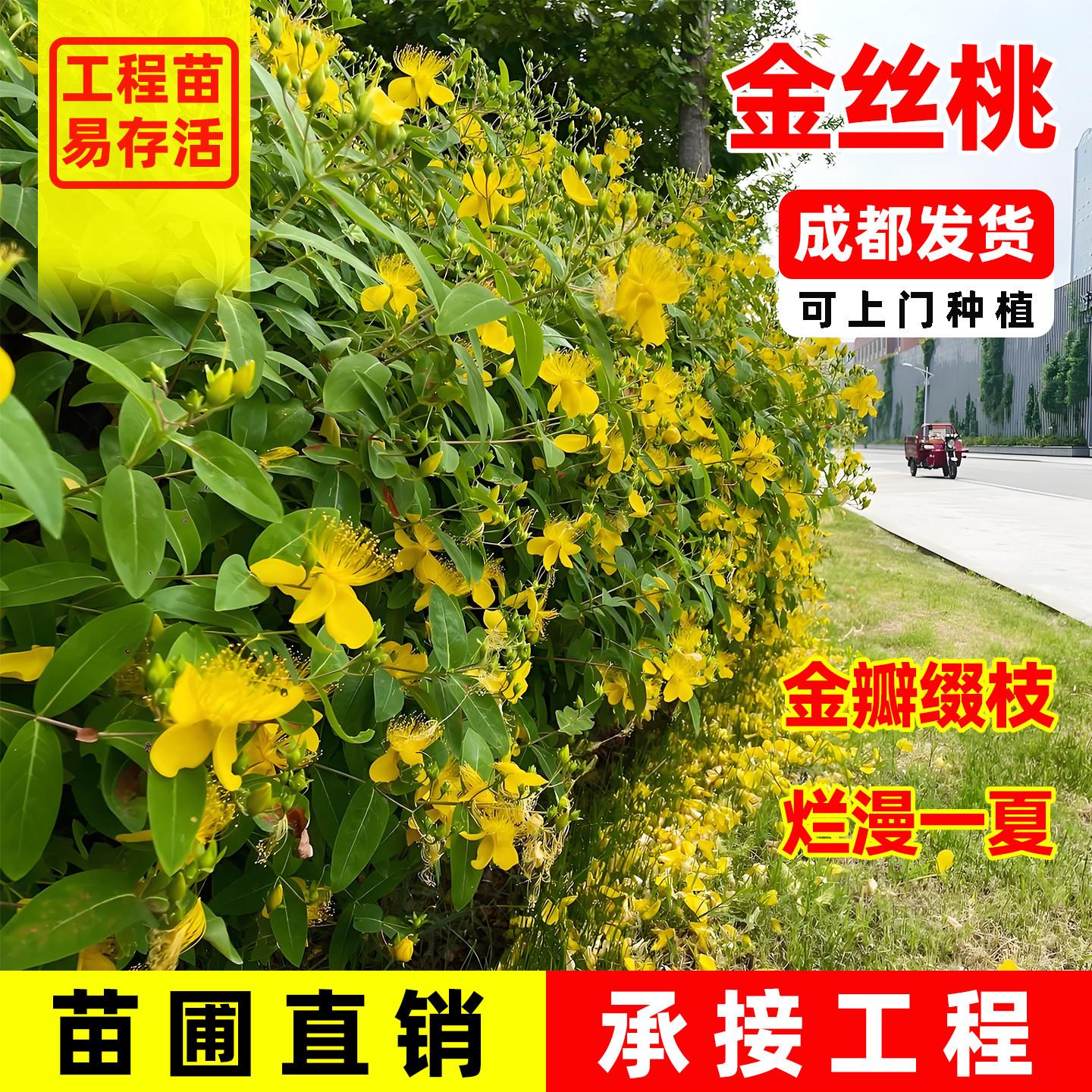 金丝桃树苗阳台别墅庭院