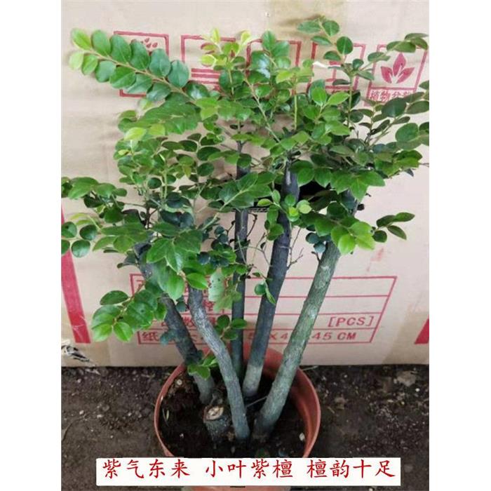 小叶紫檀盆景树桩四季常