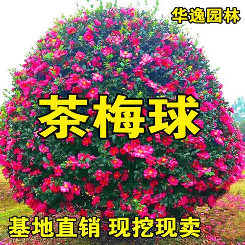 茶梅球花树苗别墅庭院大