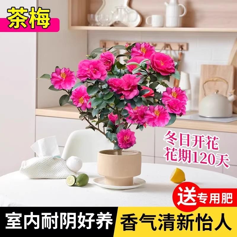 茶梅盆栽树苗老桩带花苞