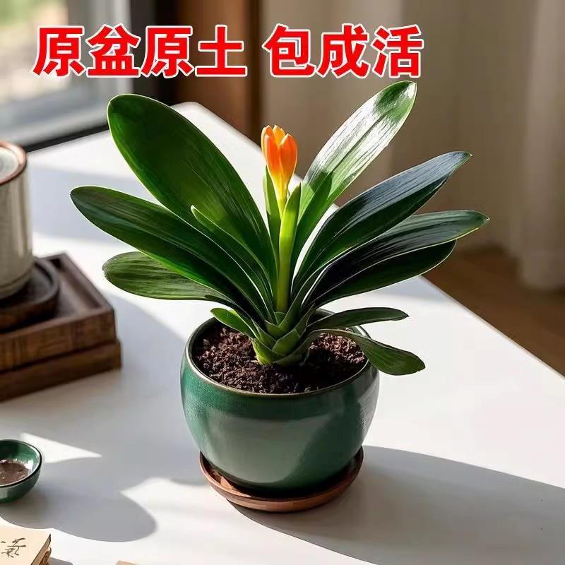 四季君子兰盆栽夏带花小