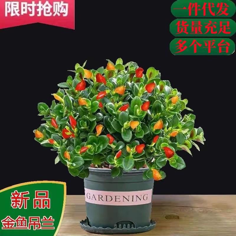 四季常青金鱼花吊兰盆栽