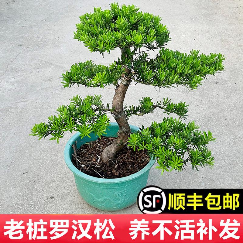 老桩罗汉松大型盆景小叶