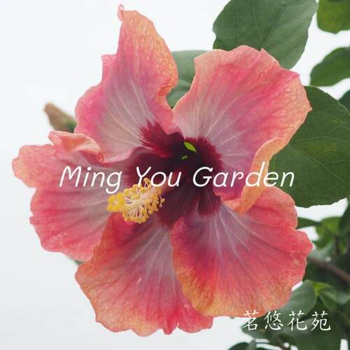 【耐热】稀有合辑扶桑朱