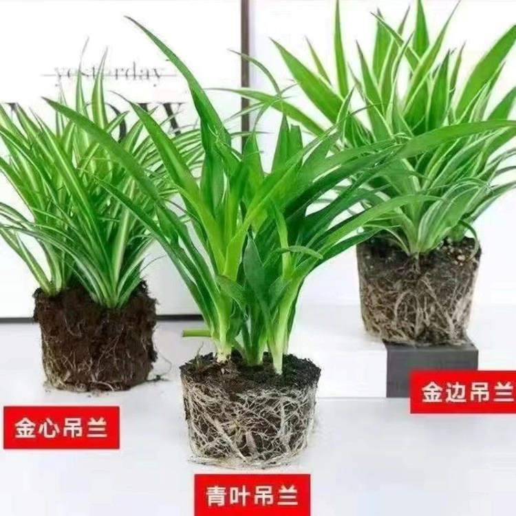 金边金心青叶吊兰四季花