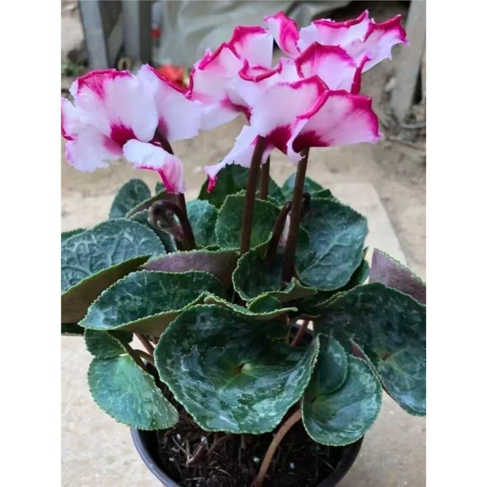 仙客来盆栽带花苗兔耳花